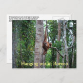 Orangutan in Borneo Postkarte (Vorne/Hinten)