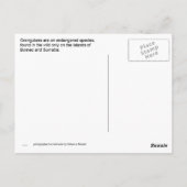 Orangutan in Borneo Postkarte (Rückseite)