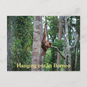 Orangutan in Borneo Postkarte