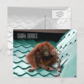 Orangutan in Borneo Regenwald Dschungelfotografie Postkarte (Vorne/Hinten)