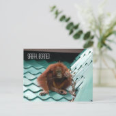 Orangutan in Borneo Regenwald Dschungelfotografie Postkarte (Stehend Vorderseite)