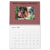 Orangutan Kalender (Jan 2027)
