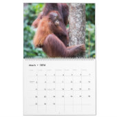 Orangutan Kalender (Mär 2026)