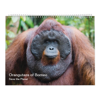 Orangutan Kalender