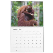 Orangutan Kalender (Jan 2027)