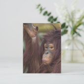 Orangutan Kayan Jigsaw Postkarte (Stehend Vorderseite)