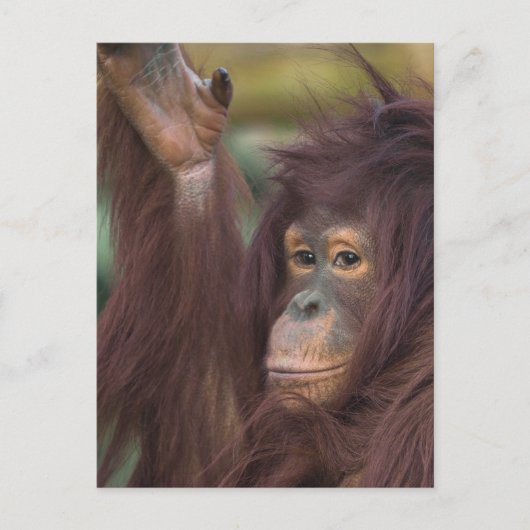 Orangutan Kayan Jigsaw Postkarte (Vorderseite)