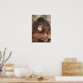 Orangutan Kayan Poster (Küche)