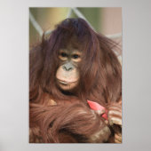 Orangutan Kayan Poster (Vorne)