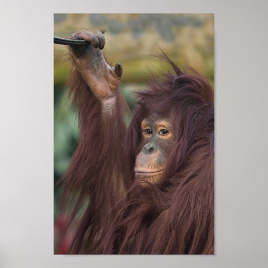 Orangutan Kayan Poster (Vorne)