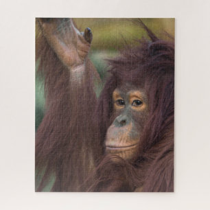 Orangutan Kayan Puzzle