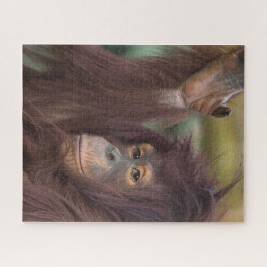 Orangutan Kayan Puzzle (Horizontal)