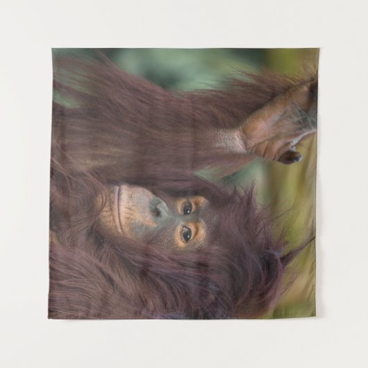 Orangutan Kayan Wandteppich (Vorderseite (Horizontal))
