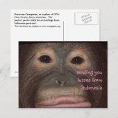 Orangutan Kisses Hello aus Indonesien Postkarte (Vorne/Hinten)
