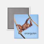 Orangutan Kühlschrank Magnet (Vorderseite/Rückseite)