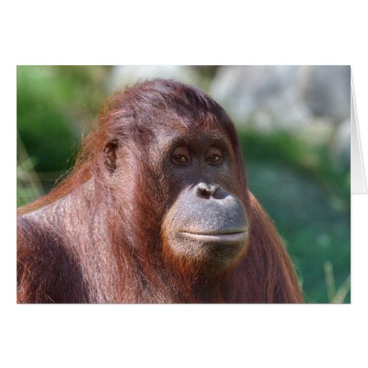 Orangutan Lady (Vorderseite (Horizontal))