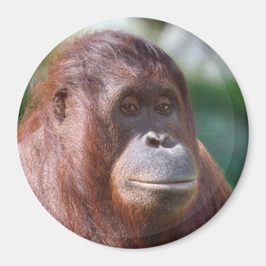 Orangutan Lady Magnet (Vorne)