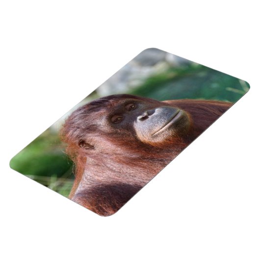 Orangutan Lady Magnet (Linke Seite)