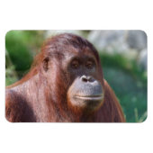 Orangutan Lady Magnet (Horizontal)