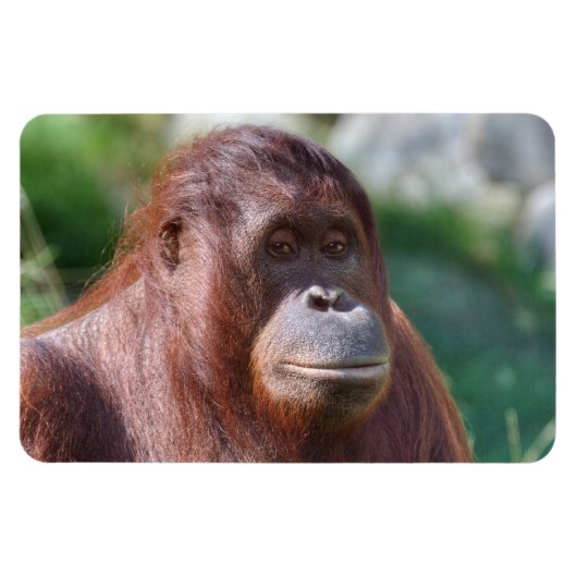 Orangutan Lady Magnet (Horizontal)