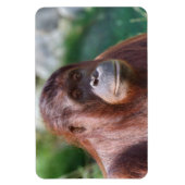 Orangutan Lady Magnet (Vertikal)