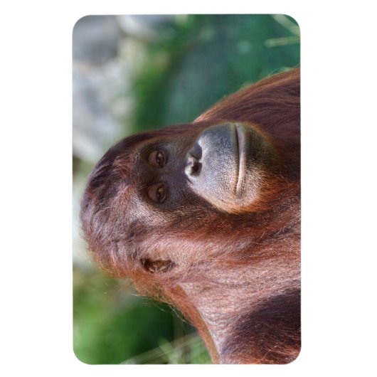 Orangutan Lady Magnet (Vertikal)