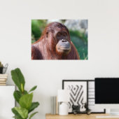 Orangutan Lady Poster (Heimbüro)