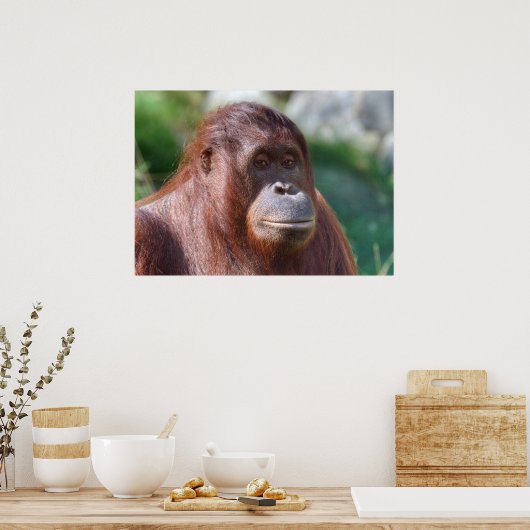 Orangutan Lady Poster (Küche)