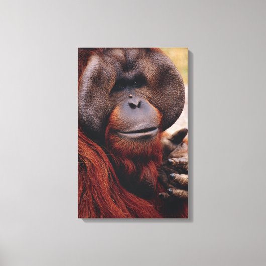 Orangutan Leinwanddruck (Vorderseite)