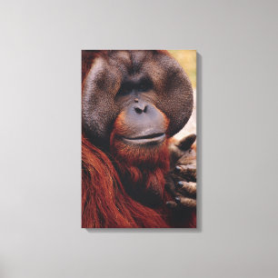 Orangutan Leinwanddruck