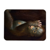 Orangutan Magnet (Horizontal)