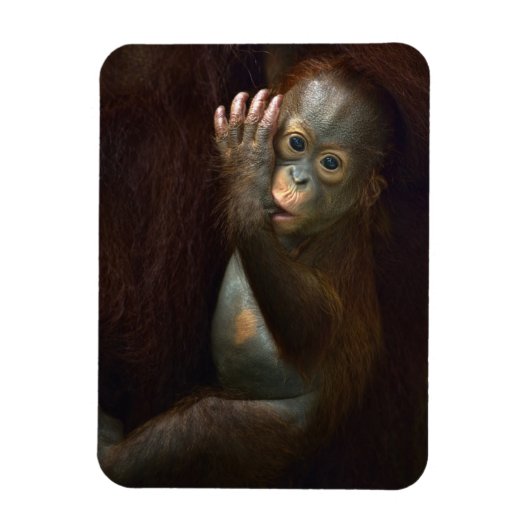Orangutan Magnet (Vertikal)