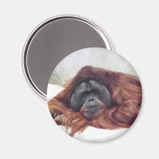Orangutan Magnet (Vorderseite/Rückseite)