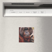 Orangutan Magnet (In Situ (Geschirrspüler))