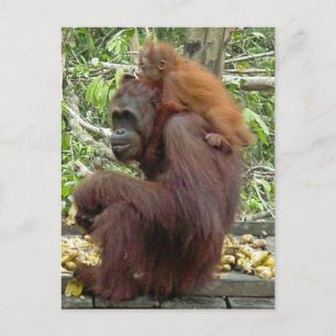 Orangutan Mama & Baby Postkarte