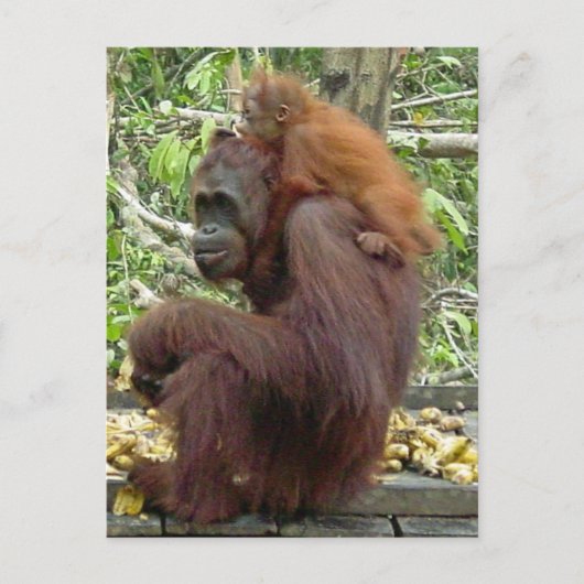 Orangutan Mama & Baby Postkarte (Vorderseite)