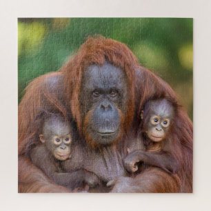 Orangutan Mama beobachtet zwei Babys Puzzle