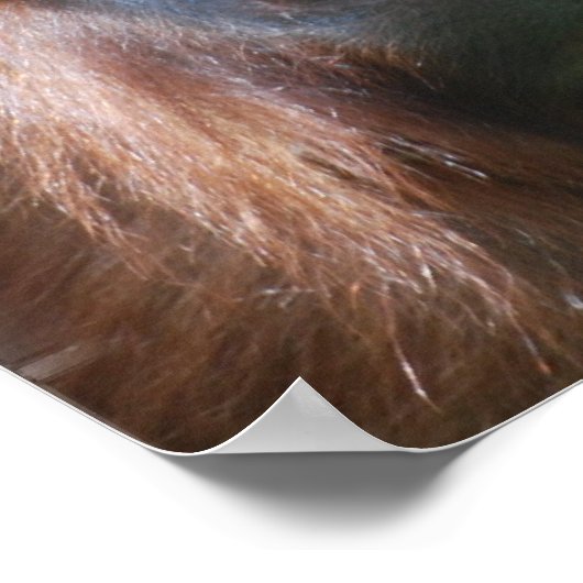 Orangutan mit Babyposter Poster (Ecke)