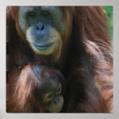Orangutan mit Babyposter Poster (Vorne)