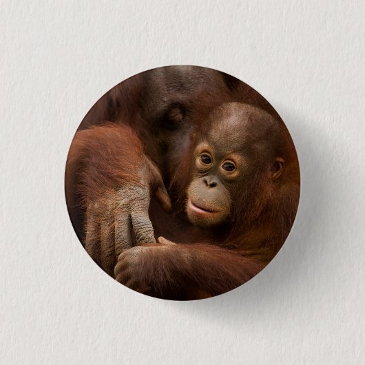 Orangutan Mother and Baby at the Zoo Button (Vorderseite)