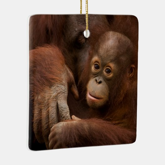 Orangutan Mother and Baby at the Zoo Keramikornament (Rechts)