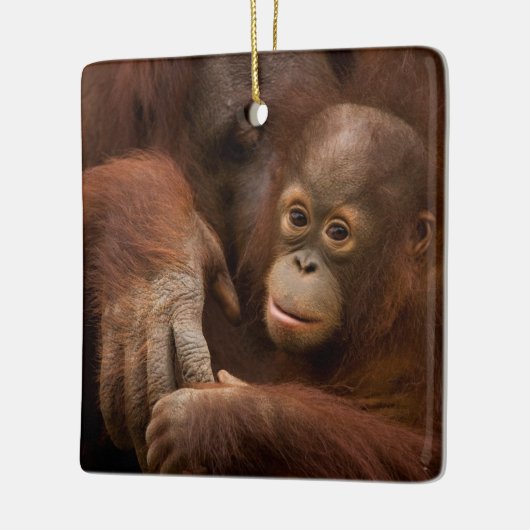 Orangutan Mother and Baby at the Zoo Keramikornament (Links)