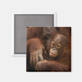 Orangutan Mother and Baby at the Zoo Magnet (Vorderseite/Rückseite)