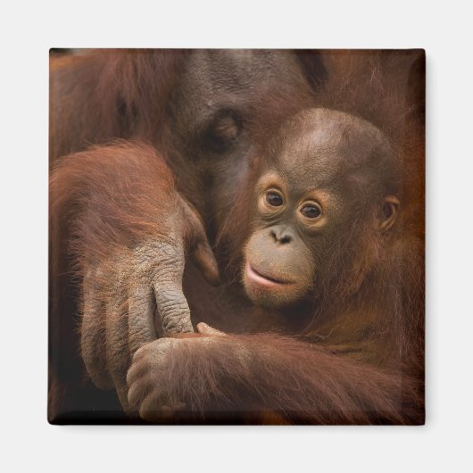 Orangutan Mother and Baby at the Zoo Magnet (Vorne)