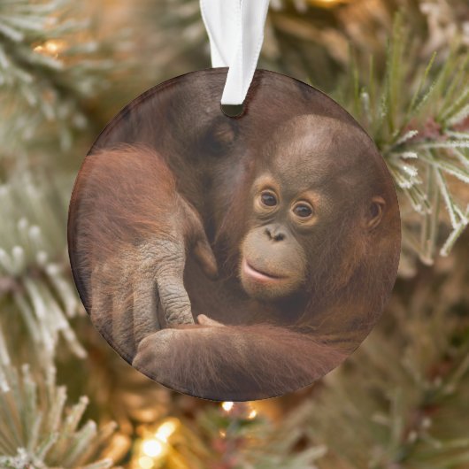 Orangutan Mother and Baby at the Zoo Ornament (Baum)