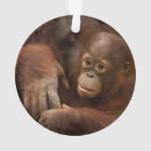 Orangutan Mother and Baby at the Zoo Ornament (Rückseite)