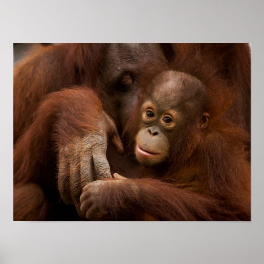 Orangutan Mother and Baby at the Zoo Poster (Vorne)