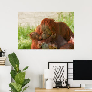 Orangutan Mother Tender Moments Poster
