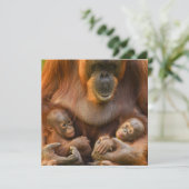 Orangutan Mutter, die zwei Säuglinge hält (Stehend Vorderseite)
