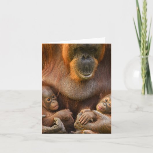 Orangutan Mutter, die zwei Säuglinge hält (Vorderseite)